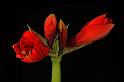 vier Blüten der Amaryllis